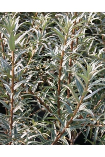 Обліпиха Лорд - сорт-запилювач